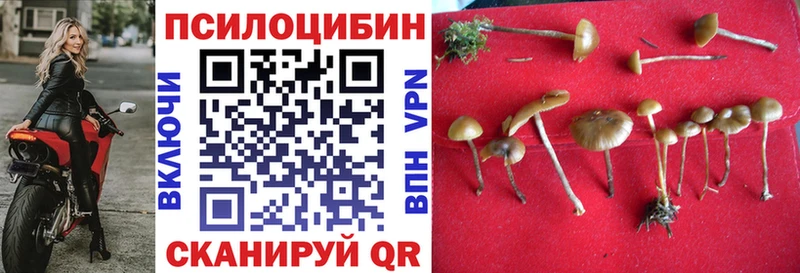 Псилоцибиновые грибы мицелий  Чадан 